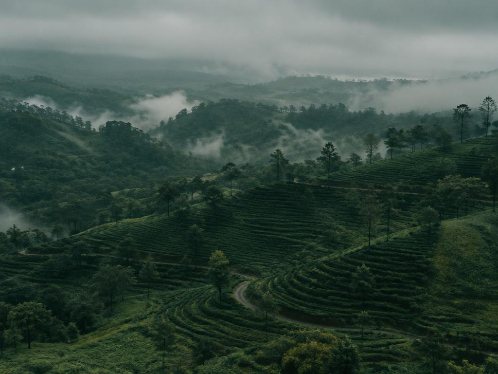 Coffee estates on misty hills of the Western Ghats